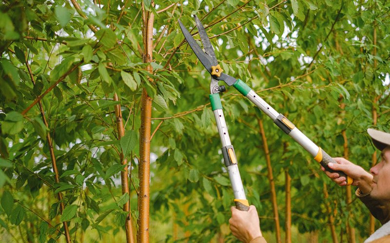 Tree trimming in Hainesport, NJ