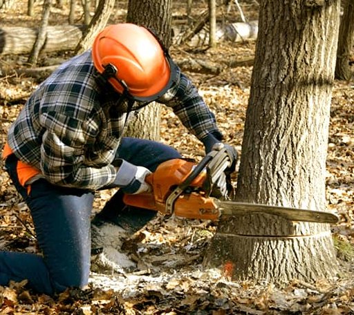 Tree Removal in Hainesport, NJ